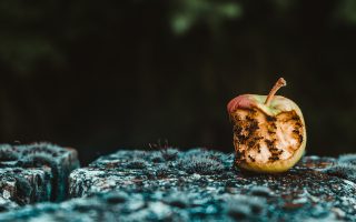 Rotten apple with bite taken out