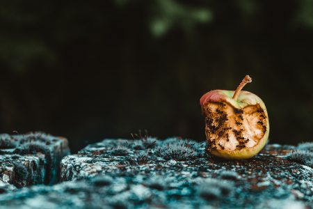 Rotten apple with bite taken out